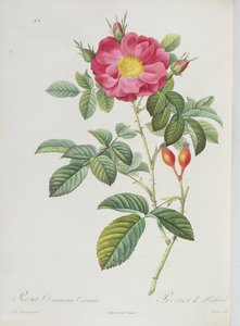 Rosa Damascena, de 